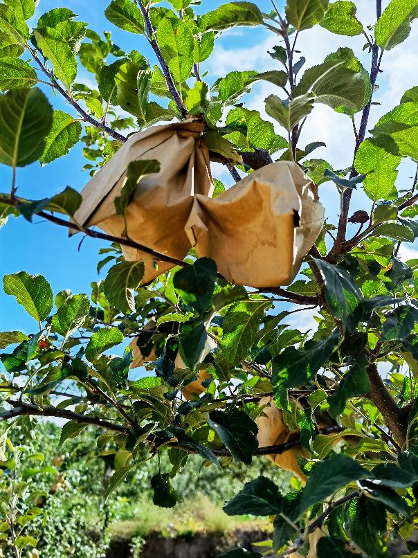 由戴套的苹果说开去
