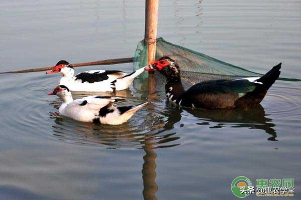 新型养殖鸭子,野生水鸭养殖基地