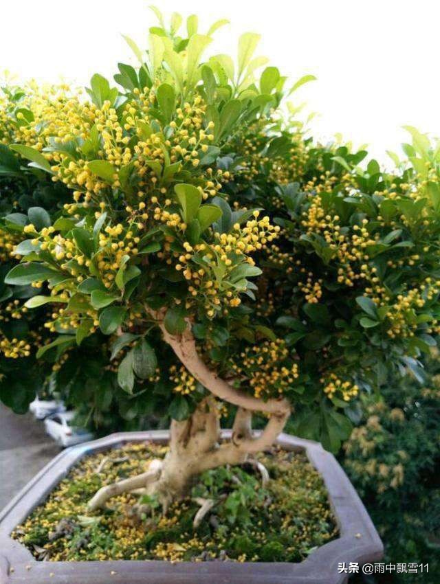 米兰盆栽几月份移栽好看,盆栽米兰开花4要素