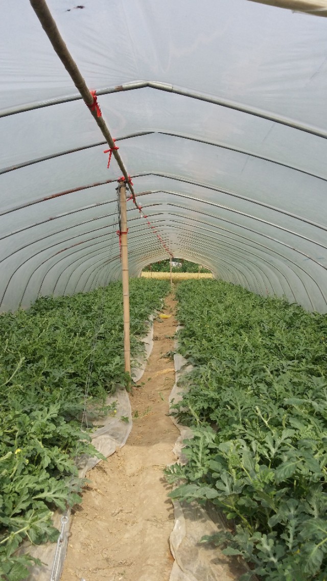 8424西瓜如何整枝打杈留瓜,8424的西瓜苗怎么整枝