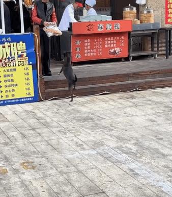 功勋军犬为拍戏被炸死片段,为了电影而被炸成碎片的军犬