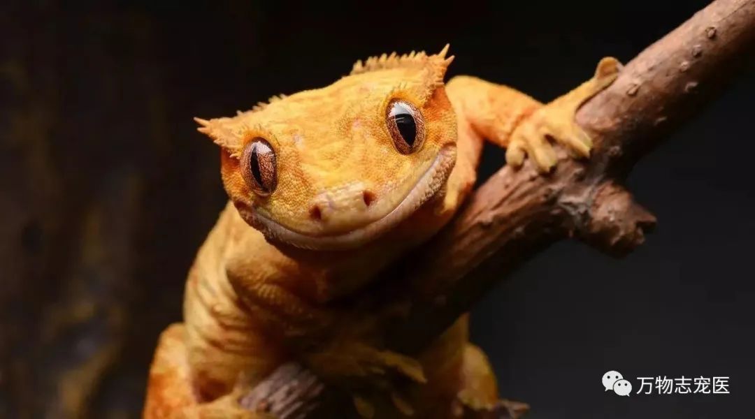 新宠到家,新宠到家注意事项