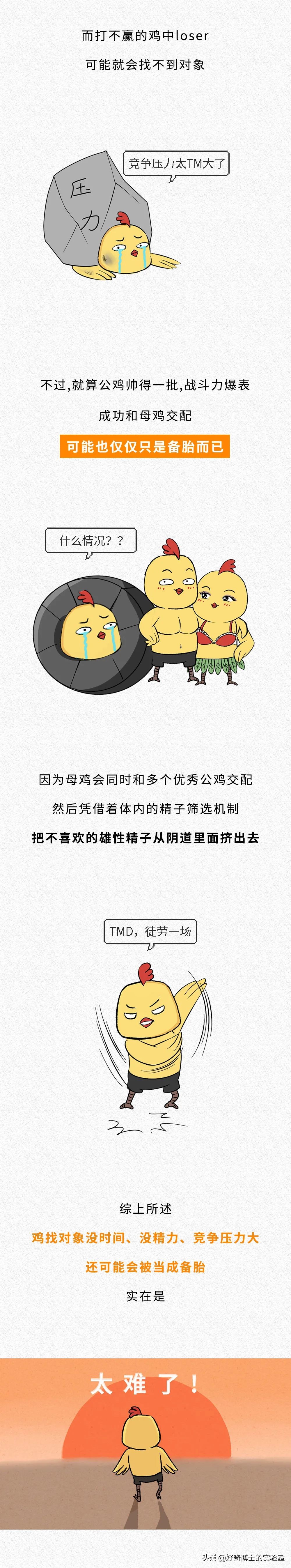 一只鸡难倒一群狗,一只鸡能有什么坏心思