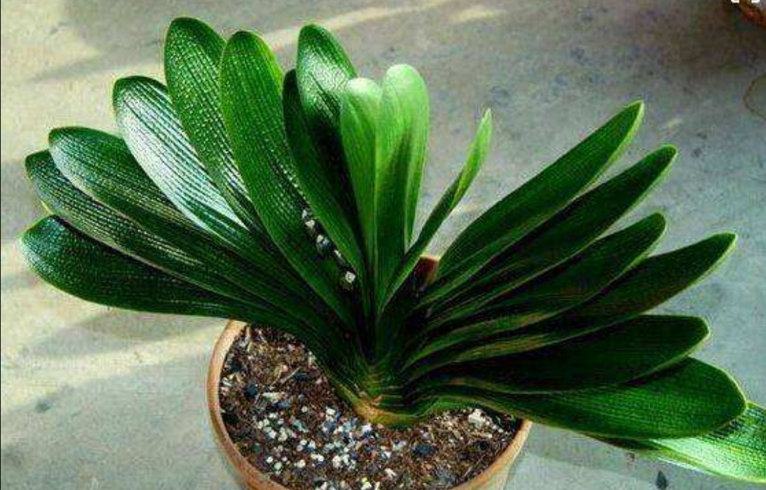 刚买的君子兰怎样换盆,刚买的君子兰可以换盆吗