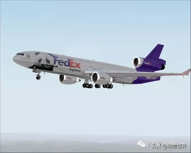 世界各国国宝级动物,世界各地的名贵动物