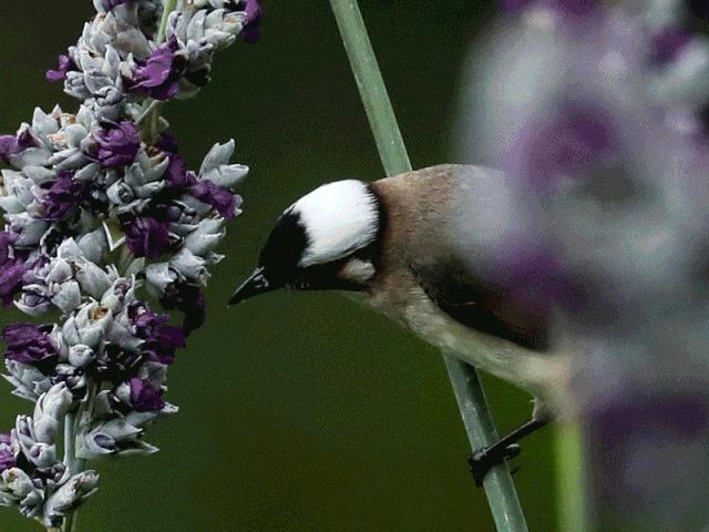 龙泉山山顶看美景,美丽的龙泉山