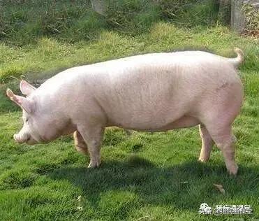 猪跛脚症是什么病,猪脱脚怎么治疗