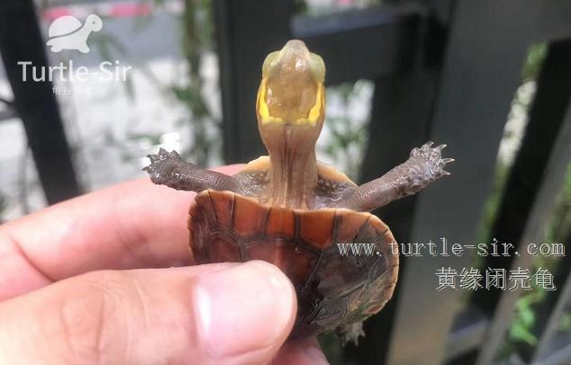 黄缘闭壳龟药源性肝病出现拒食的治疗方法及病因「龟谷鳖老」