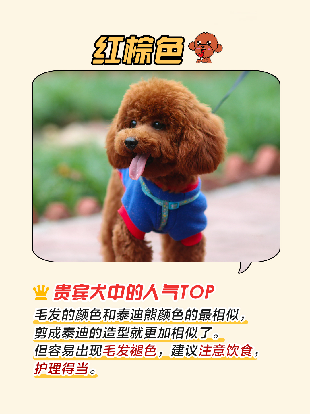 贵宾犬颜色哪个最好,贵宾犬颜色