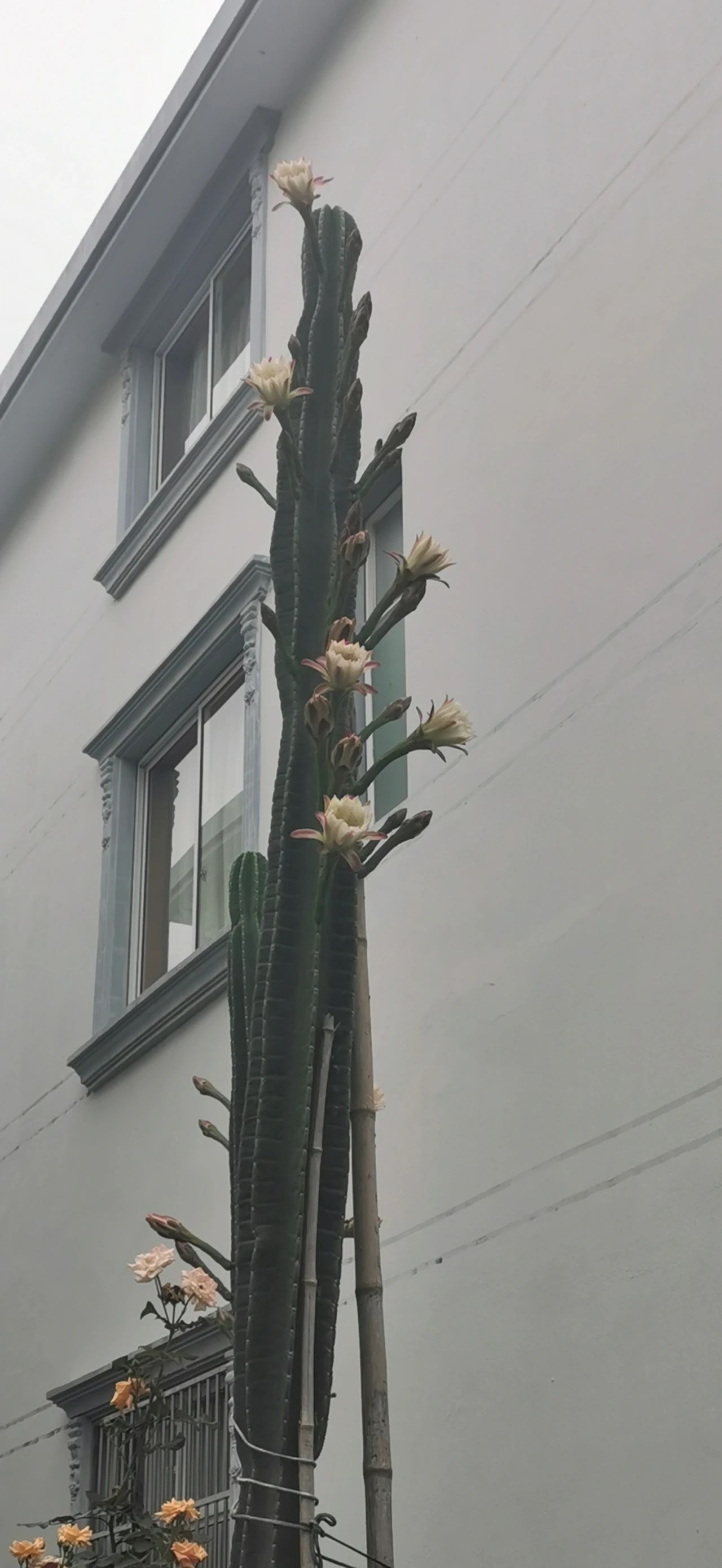 小小仙人掌开花生活处处充满惊喜,仙人掌科中的巨无霸