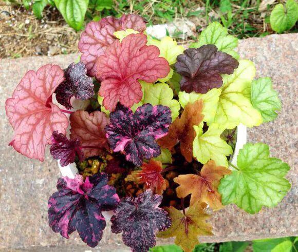 网购的植物好看又好养活的有哪些,网上买什么植物好看好养