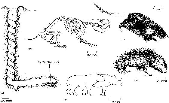 这种两米高的“魔鬼开瓶器”，是谁在几十万年前造出来的？