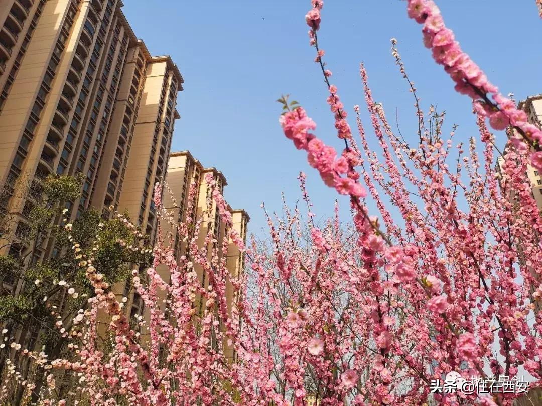 品质生活ip,星河湾的品质