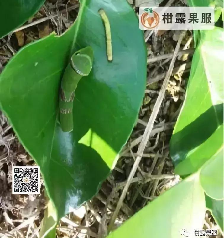 柑橘的常见病虫害和预防方法,柑橘新叶卷曲是什么虫害如何防治