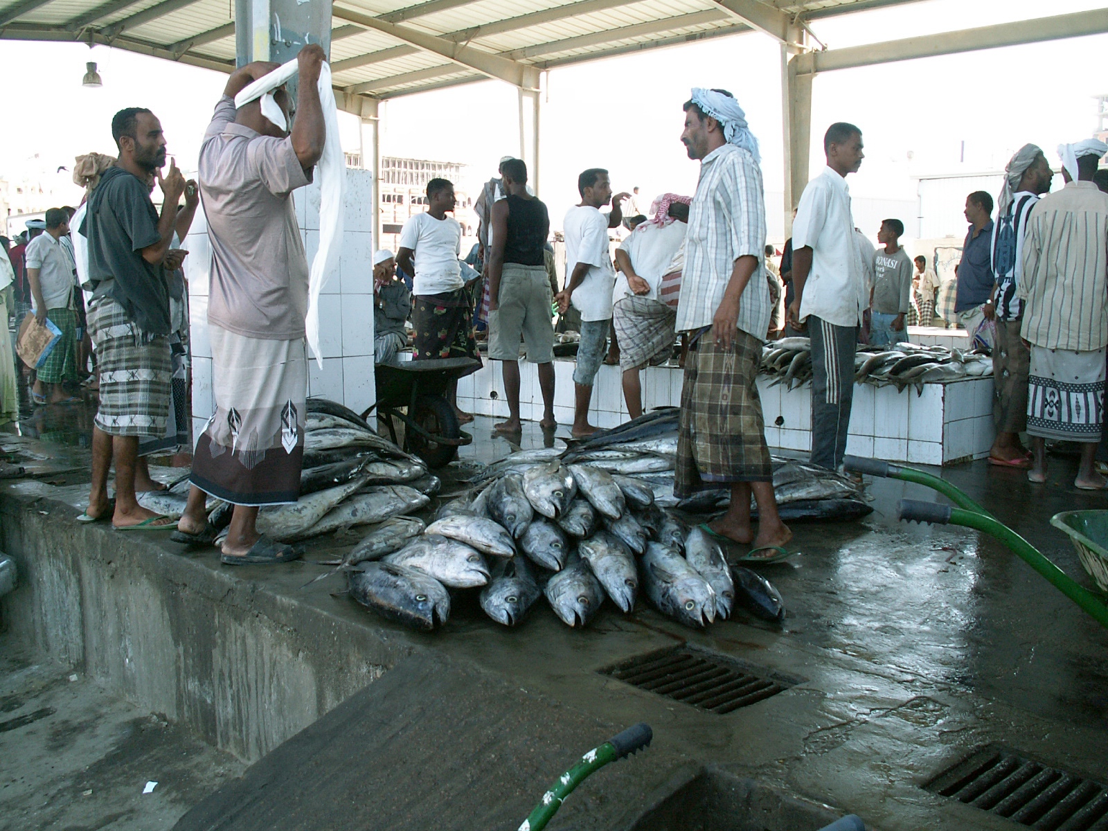 船员在海上可以钓什么鱼 (远洋船员海钓的各种鱼获)