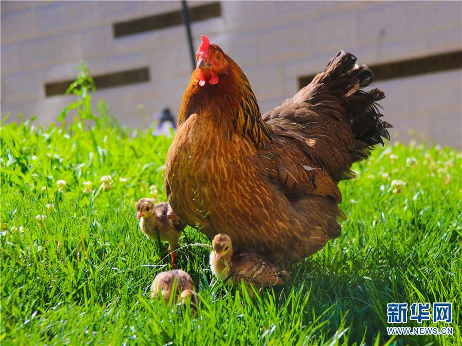 云南孔雀鸡,孔雀下蛋不愿孵蛋