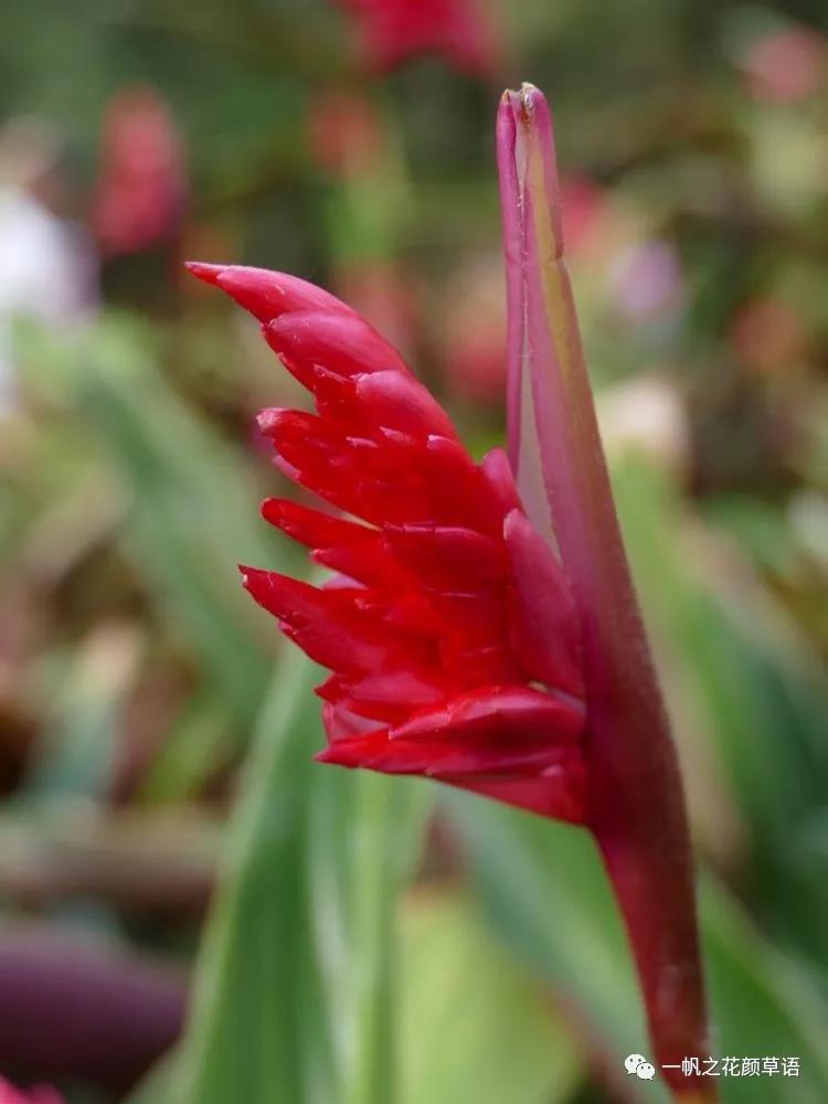 紫背竹芋卧花竹芋,紫背竹芋图片和名称