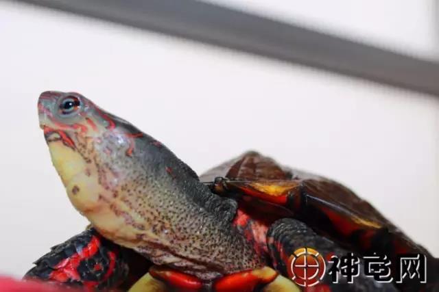 洪都拉斯木纹龟是保护动物吗,洪都拉斯木纹龟高背