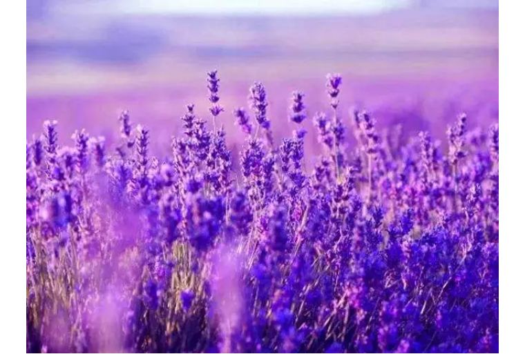 怎么选香水平价夏天,盲买都不会出错的香水推荐