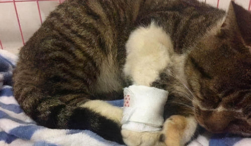 猫受伤结痂又挠开了,猫受伤结痂了要不要抠掉