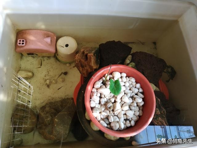 室内深水龟怎么冬眠,北方室内有暖气乌龟怎么冬眠