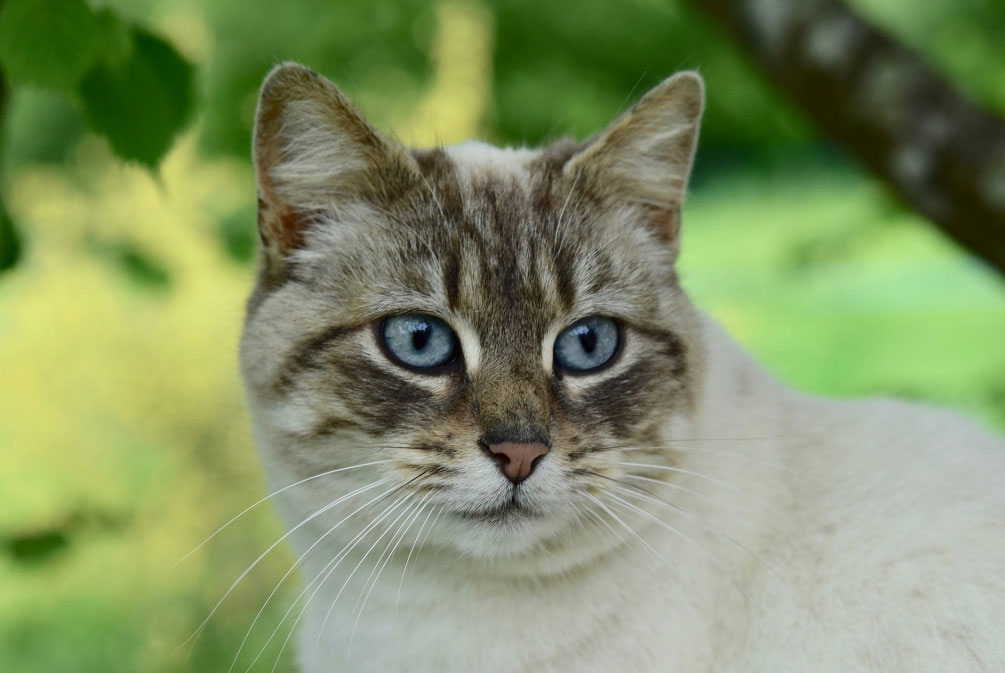 猫咪食欲不振无精打采的几个原因,猫咪无精打采食欲不振到处拉屎