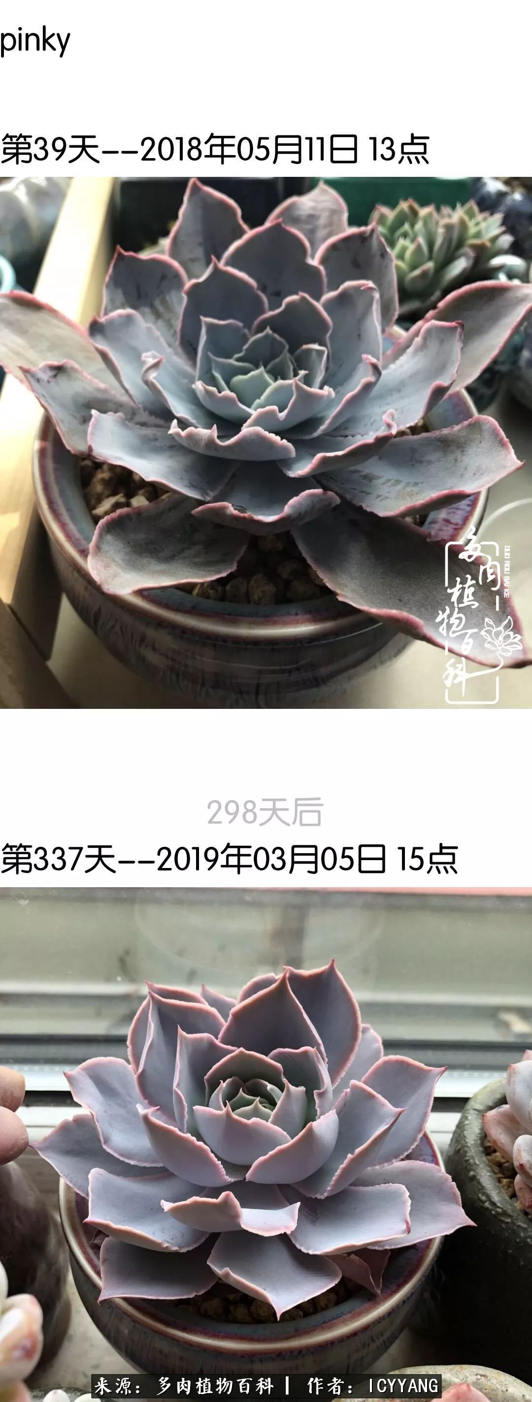 室内阳台多肉的养护方法,景天多肉养护