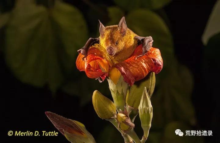 为什么不把蝙蝠除掉,蝙蝠带病毒为啥不把蝙蝠给灭绝