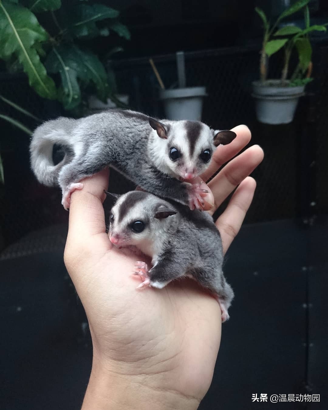 蜜袋鼯喊你陪它玩怎么办,让蜜袋鼯自己玩它会无聊吗