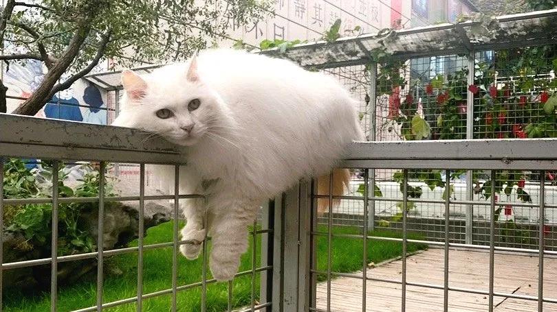 米麒麟：我掉缸怎么了？