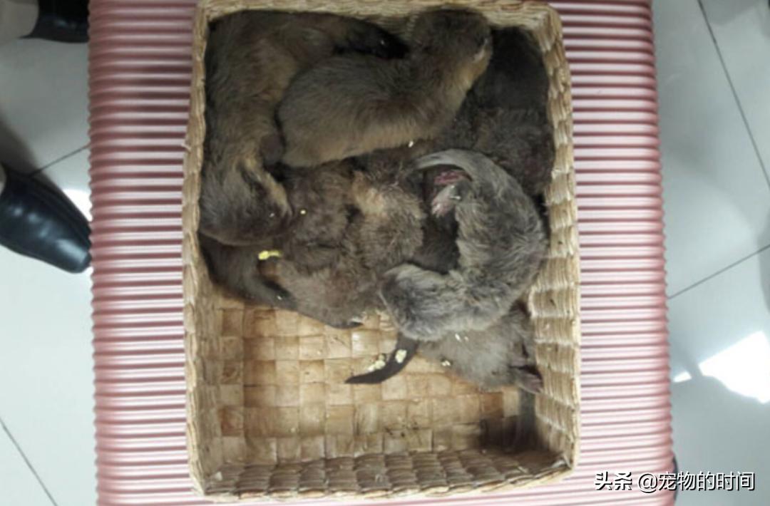 水獭宠物容易养吗视频,水獭宝宝可以当宠物吗