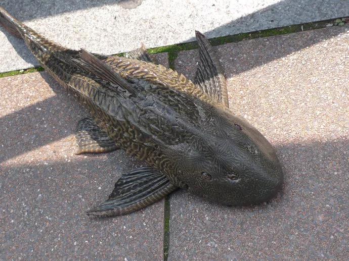 清道夫鱼是垃圾鱼吗,清道夫讨厌什么东西