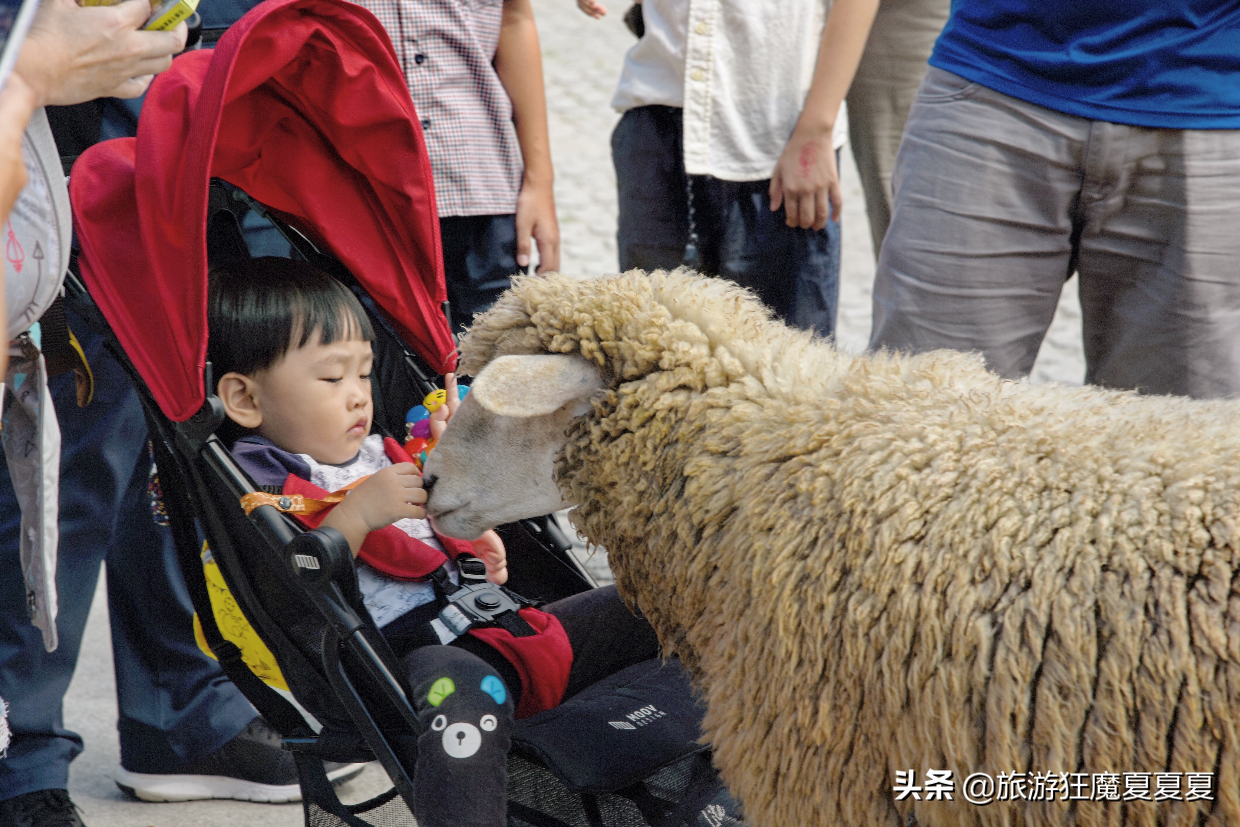 台湾清境农场,亲子旅游好去处,蒋经国先生都给予高度评价