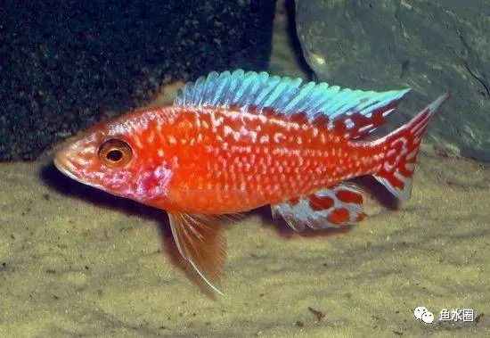三湖慈鲷马鲷孔雀珍珠系能长多大,三湖慈鲷之孔雀