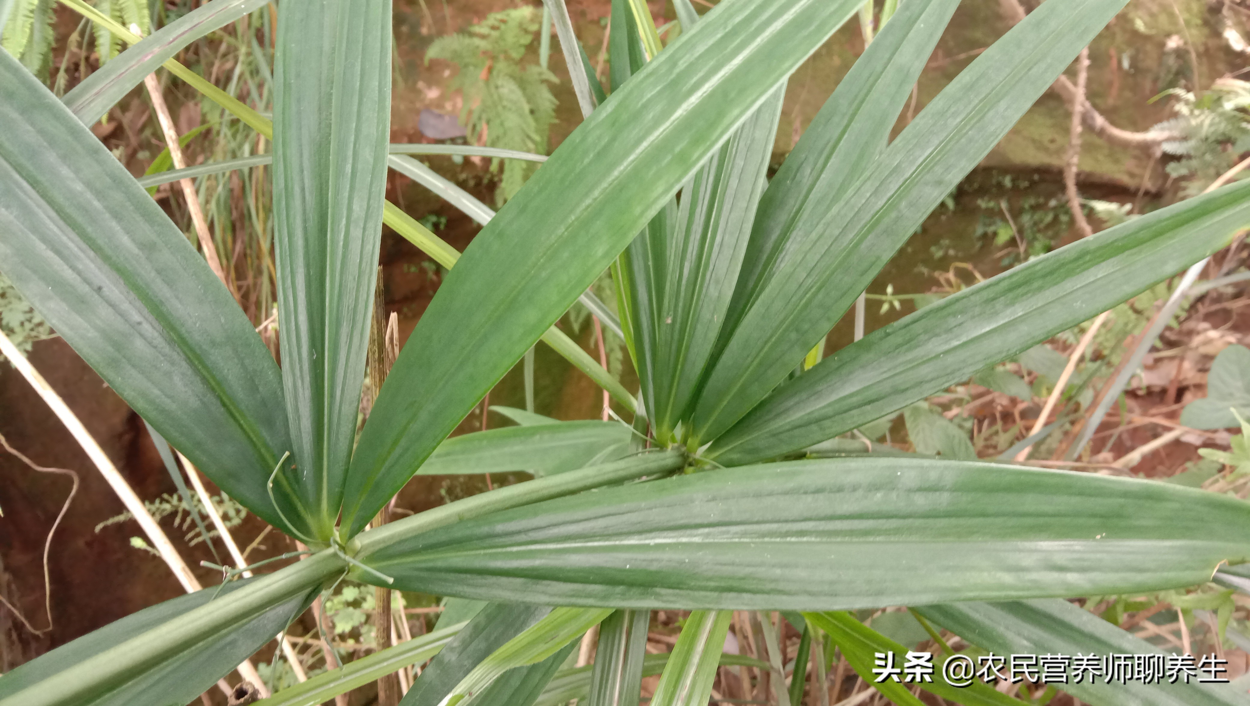 农民叫它“鸡头参”,加枸杞煮水,让爷爷童颜焕发,值得一看