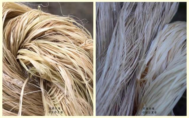 古代夏布工艺,手工织造夏布的前期工艺