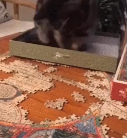 猫咪没坏心眼视频,猫咪没有坏心思在线阅读