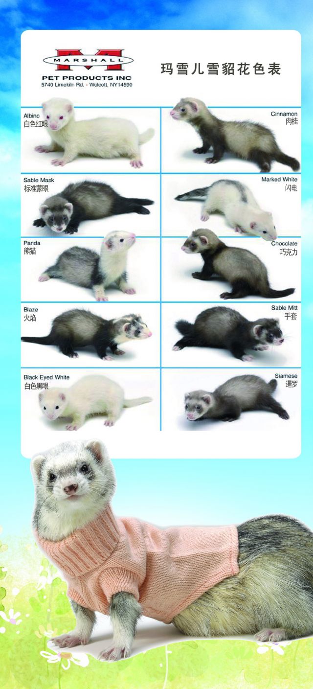宠物貂新手避雷,宠物貂新手指南