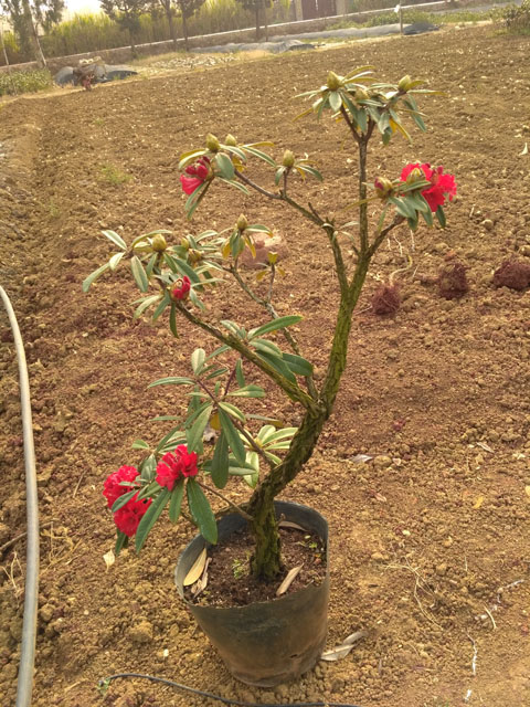 高山杜鹃习性,高山杜鹃花生长环境是什么