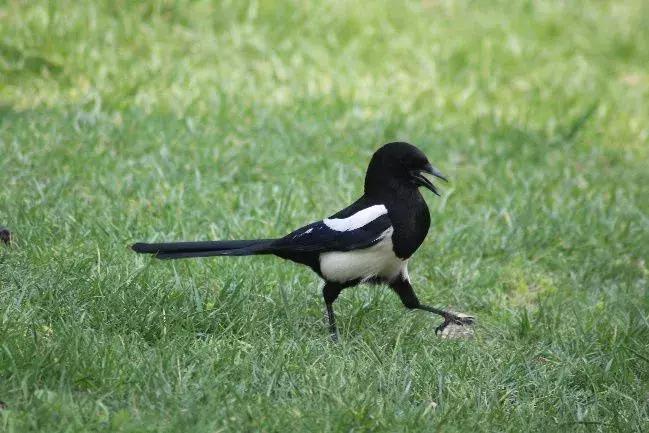 北方常见鸟类大全图片及名称,南大常见的鸟类有哪些