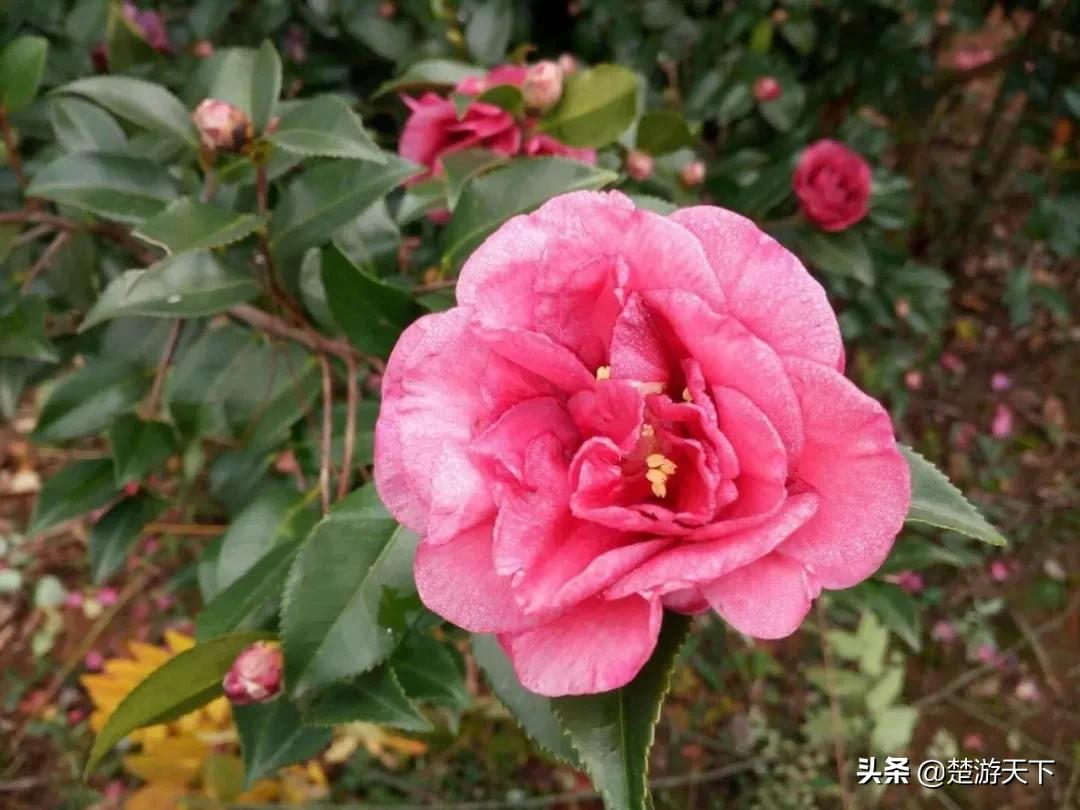 茶花盛开的地方有哪些,湖北有茶花吗