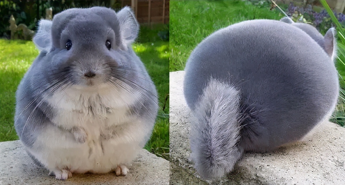 龙猫多大生小龙猫 (公龙猫还是母龙猫)