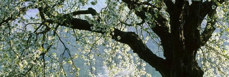 读不懂句子怎么办,古诗读不懂是什么感觉