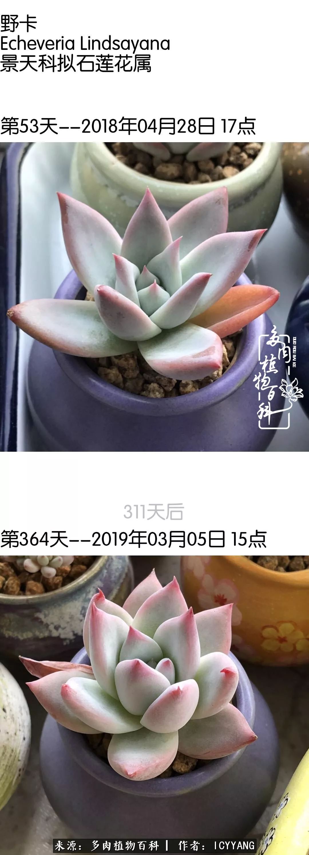 多肉隔着玻璃晒太阳效果好吗,隔着玻璃养的多肉照样长得好