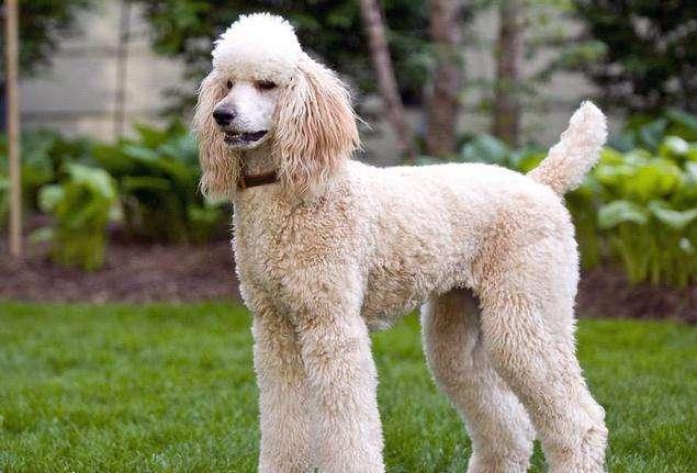 贵宾犬小体稀有色,贵宾犬什么颜色比较稀有