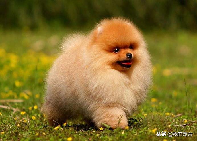 英系袖珍博美犬价格及图片,英系博美俊介犬多少钱一只