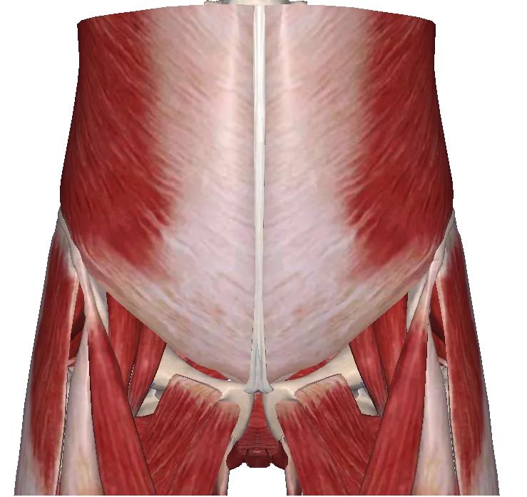 缓解孕期骨盆痛的瑜伽动作,缓解孕期盆骨神经痛