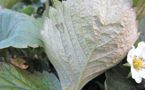 草莓红蜘蛛早上打药好还是下午好,草莓红蜘蛛怎么能彻底根除