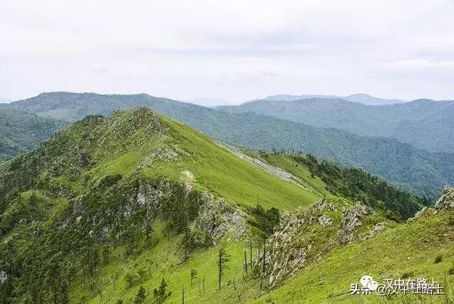 探秘汉中,汉中一村子窜入野生羚牛