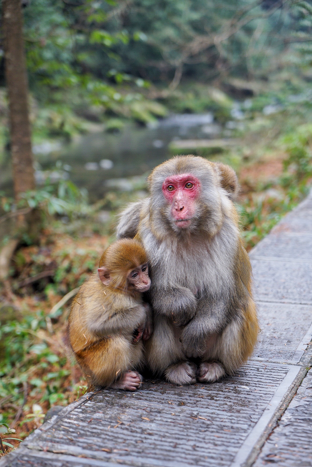 张家界雪季攻略,冬天湖南张家界攻略